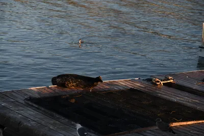 DSC_6556 (Large).JPG